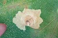 Tischeria decidua