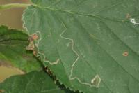 Stigmella microtheriella