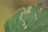 Stigmella microtheriella