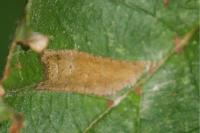 Phyllonorycter nicellii