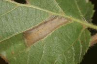 Phyllonorycter nicellii