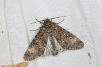 Acronicta megacephala