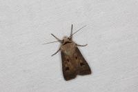 Agrotis exclamationis