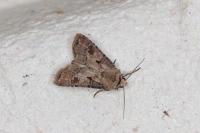 Agrotis exclamationis