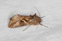 Autographa gamma