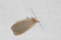Collita griseola