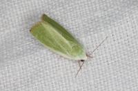 Earias clorana