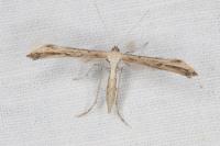 Emmelina monodactyla