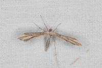 Emmelina monodactyla