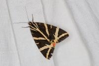 Euplagia quadripunctaria