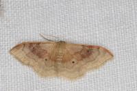 Idaea degeneraria