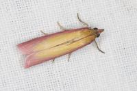 Oncocera semirubella