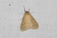 Ostrinia nubilalis