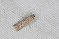 Phycitodes