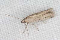 Phycitodes