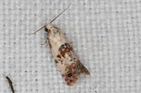 Cochylis hybridella