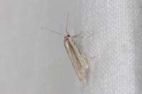 Crambus pascuella