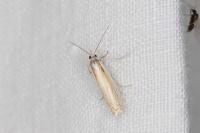 Crambus pascuella