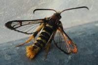 Synanthedon vespiformis