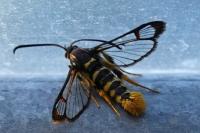 Synanthedon vespiformis