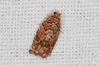 Gypsonoma minutana
