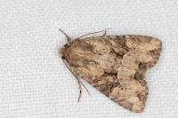 Mesapamea secalella/secalis