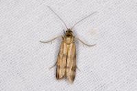 Homoeosoma sinuella