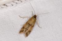 Homoeosoma sinuella
