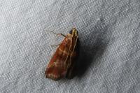 Acrobasis tumidana
