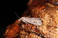 Schrankia costaestrigalis
