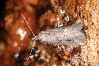 Schrankia costaestrigalis