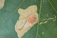 Tischeria decidua