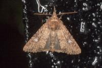 Mesapamea secalella/secalis