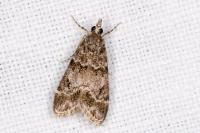 Eudonia mercurella