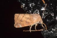 Cosmia affinis