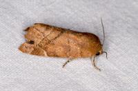 Cosmia affinis