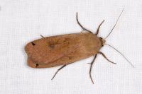 Noctua pronuba