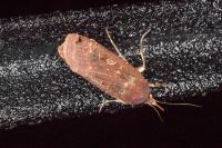 Noctua pronuba