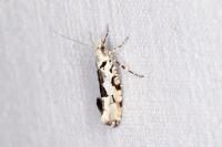 Ypsolopha sequella