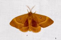 Lasiocampa quercus
