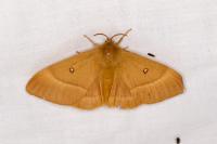 Lasiocampa quercus
