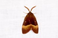 Lasiocampa quercus
