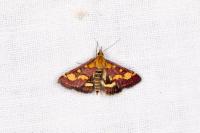 Pyrausta purpuralis