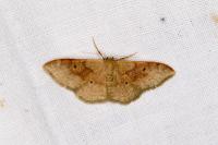 Idaea degeneraria