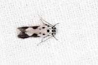 Ethmia quadrillella