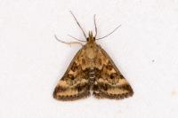 Pyrausta despicata