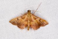 Endotricha flammealis