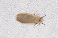 Collita griseola