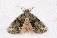 Cryphia algae