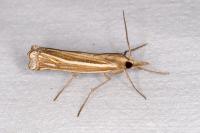 Ancylolomia tentaculella